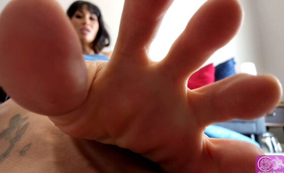 dragonlily_net